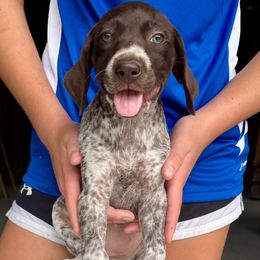 Harper - Liver roan female German Shorthaired Pointer puppy in Sareki, Georgia from Andre Family Farms & Kennels