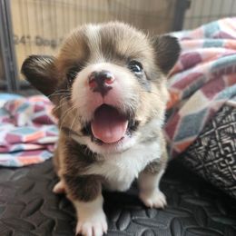 Pembroke Welsh Corgi Puppies from Short & Stout
