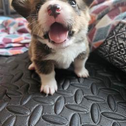 Pembroke Welsh Corgi Puppies from Short & Stout