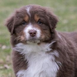 Australian Shepherds and Finnish Lapphunds from Midnight Island