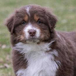 Australian Shepherds and Finnish Lapphunds from Midnight Island