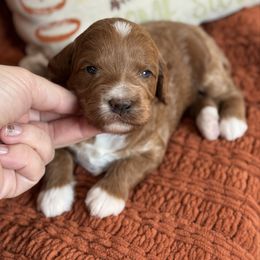 Charmaine - Red  female Goldendoodle puppy in Wharton, Texas from Little Fur Friends