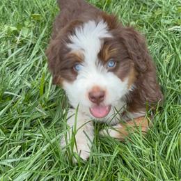 Ron free delivery - male Australian Mountain Doodle puppy in Cortez, Colorado from Sassy Pants Pups