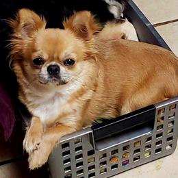 Dijora - Chihuahua