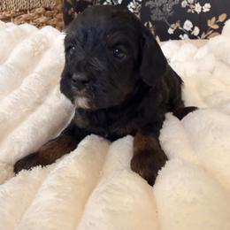 Sophia - Black and tan female Cavapoo puppy in Redding, California from O’Hara  Doodles