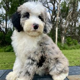 Bluey - Blue merle female Bernedoodle puppy in Madison, South Dakota from WhiskeyCreek Doodles