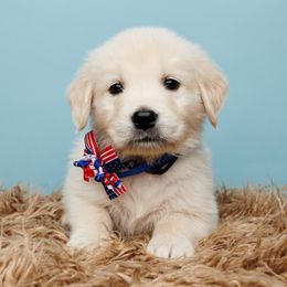 Ace - Light golden Golden Retriever puppy in Heber City, Utah from Wasatch Back Companions