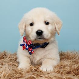 Ace - Light golden Golden Retriever puppy in Heber City, Utah from Wasatch Back Companions