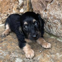 Chip - Black and cream male Dachshund puppy in Warrior, Alabama from Bountiful Dachshunds