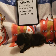 Chava - Black female Flat-Coated Retriever puppy in Stillwater, Minnesota from Whirlwind Flat-Coated Retrievers