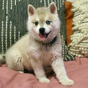 Alaskan Klee Kai Puppies from Nornir Kennels