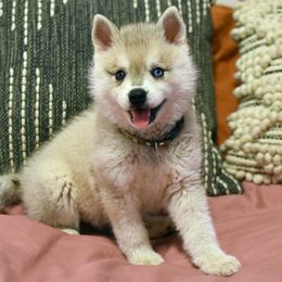 Alaskan Klee Kai Puppies from Nornir Kennels