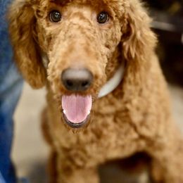 William Blake - Apricot Poodle puppy in Tennessee from Above Standard Poodles