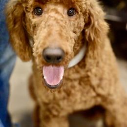 William Blake - Apricot Poodle puppy in Tennessee from Above Standard Poodles