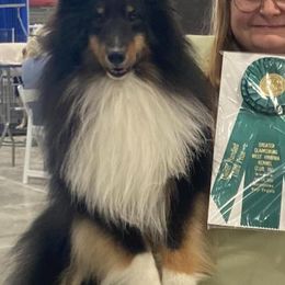 Shetland Sheepdogs from Alinost