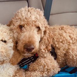 Baylee - Labradoodle