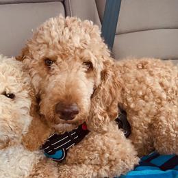 Baylee - Labradoodle