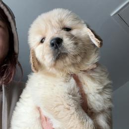 Golden Retriever and Labrador Retriever Puppies from Harvest Moon Farms