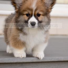 American Corgi and Pembroke Welsh Corgi Puppies from Blacktail Mountain Corgis