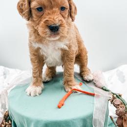 Kiawah - Apricot male Goldendoodle puppy in Belton, South Carolina from Poodley Doodley Doo