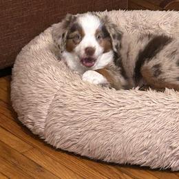 Tamatoa - Red tri male Miniature Australian Shepherd puppy in Grady, Arkansas from KAREN K MCPHERSON