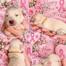 Miss. Yellow-3400 - Cream female Dachshund puppy in Sparr, Florida from From the Heart Doxies