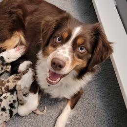 Cinder - Australian Shepherd