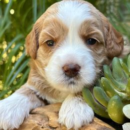 Purple Collar - Apricot female Australian Labradoodle puppy in Mount Gilead, North Carolina from Tillery Labradoodles