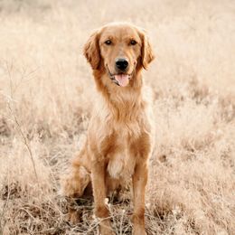Ridge - Golden Retriever