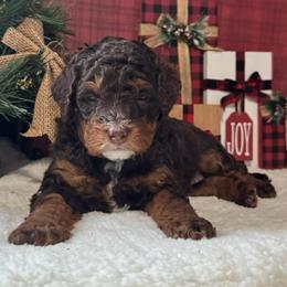 Ducky - Brown and white female Bernedoodle puppy in Hillsboro, Oregon from Myt fine doodles