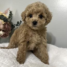 Girl 2 Red Collar - Cream female Poodle puppy in Johnson City, Tennessee from Northeast TN Standard and Mini/Toy Poodles