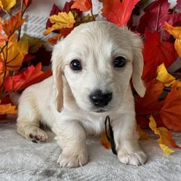 George - Cream male Dachshund puppy in Bartow, Florida from Buck Fifty Ranch doxies