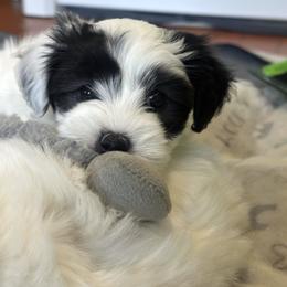 Girl 1 - Black and white female Coton de Tulear puppy in Vancouver, Washington from Uptown Cotons