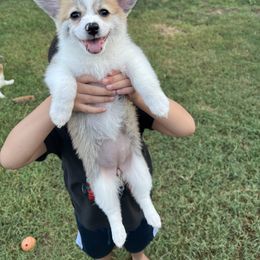 Girl 4 - Red Companion Cross puppy in San Tan Valley, Arizona from Queen Creek Chilipoms