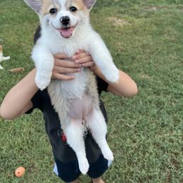 Girl 4 - Red Companion Cross puppy in San Tan Valley, Arizona from Queen Creek Chilipoms