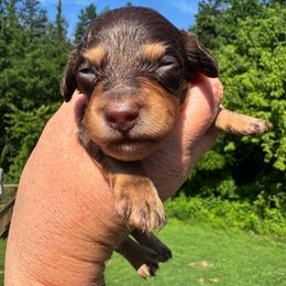 Benjamin - Chocolate and tan male Dachshund puppy in Knoxville, Tennessee from East TN Dachshunds