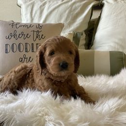 Bernedoodle and Goldendoodle Puppies from Heartfelt GoldenDoodles