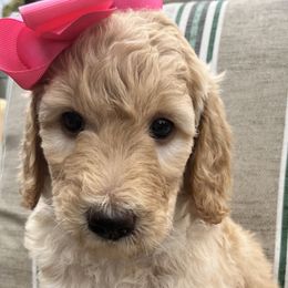 Girl 3 - Goldendoodle puppy in St. Lucie, Florida from A Doodle Life, LLC