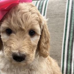 Girl 3 - Goldendoodle puppy in St. Lucie, Florida from A Doodle Life, LLC