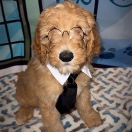 Black collar - Apricot male Goldendoodle puppy in Clewiston, Florida from Redlands Farm