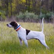 German Shorthaired Pointers and Pointers from Bishop Kennels