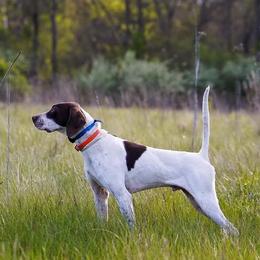 German Shorthaired Pointers and Pointers from Bishop Kennels
