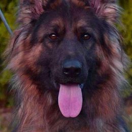 Karma - German Shepherd