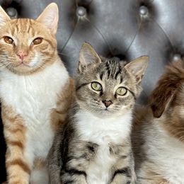 Aussiedoodles and Australian Shepherds from Australian Shepherds of C4 Farms