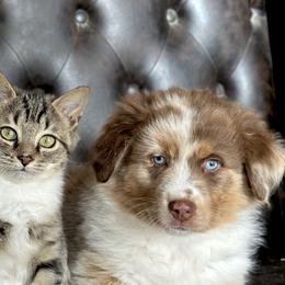 Aussiedoodles and Australian Shepherds from Australian Shepherds of C4 Farms
