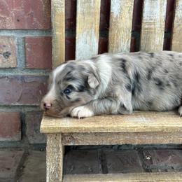 BMF - Blue merle female Australian Shepherd puppy in Lexington, Nebraska from Osborne's Aussies