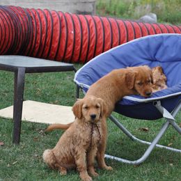 Golden Retriever Puppies from HighRoller Golden Retrievers