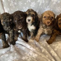 Aussiedoodles and Poodles from K&K Doodles
