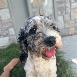 Tatoes - Cockapoo