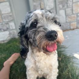 Tatoes - Cockapoo